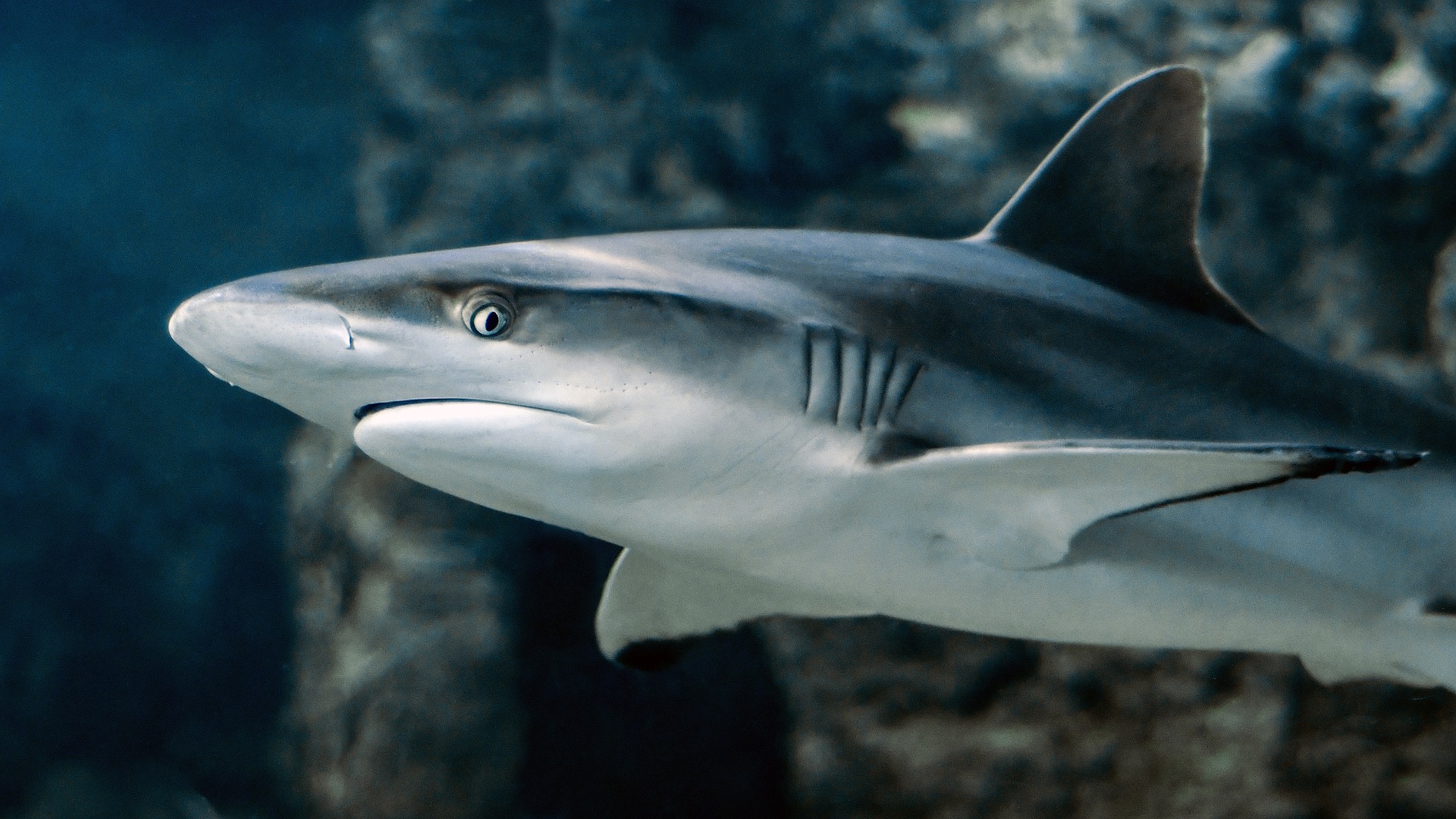 What We Can Learn From Shark Week