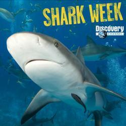 shark